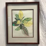2007 Framed Signed Original Croton Coloured Pencil Drawing by M. Decker