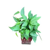 4" Cebu Pothos Bulk 10 Pots - Indoor Houseplant (Case of 10 Pots)