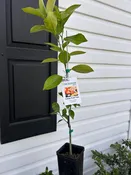 1 Gallon Hamlin Orange