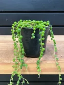 String of Pearls Curio rowleyanus — YELO APLE