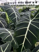Alocasia 'Frydek' — Excelsa Gardens