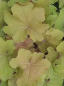 Caramel Coral Bells (Heuchera caramel 'Caramel') - 1 gallon