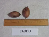 Caddo Pecan
