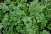 Cilantro
