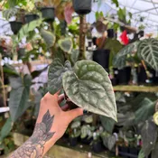 Anthurium luxurians