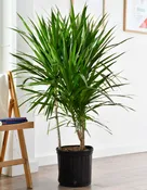 Dracaena 'Tarzan'