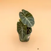 Alocasia watsoniana