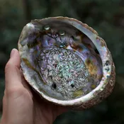 Abalone Shell Bowl