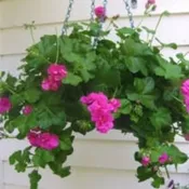 Vintage Hanging Geranium