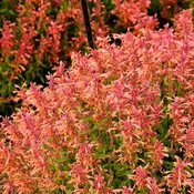 Agastache Guava Lava