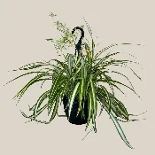 Spider Variegated Hanging Basket (Chlorophytum Comosum 'Vittatum') - 8 Inch Indoor Houseplant