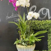 Orchid Plants Arrangement By CHARLENE 159