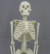 1\2 scale skeletal model