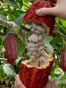 Real Chocolate Tree (theobroma cacao)