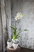 Smile Eri — Casey's Flower Studio
