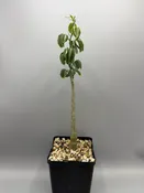 Adenia glauca — Desert Creations