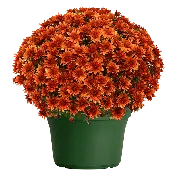 14" Mum Planter Kickin Spicy Orange