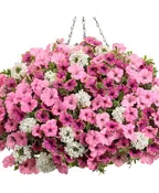 IN LOVE AGAIN- 12" ANNUAL HANGING BASKET