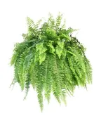 10" HANGING BASKET BOSTON FERN