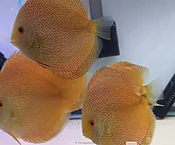 4.5-5.0" Golden Panthera Eruption