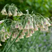 Allium Siculum (25 bulbs) — Hidden Springs Peony Farm