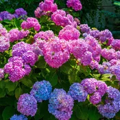 6 Flowering Shrubs 3-4'