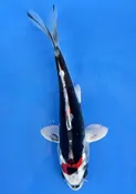 16cm Japanese Imported Beni Kikokuryu - QT7-127