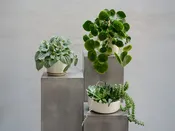 Small Plants — Urban Botanica