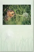 13 Lined Squirrel Birthday Card