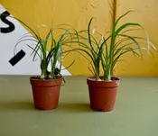 Beaucarnea Ponytail / Ponytail Palm