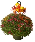 12" COLORFUL MUM HANGING BASKET