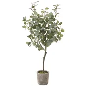 60″ Eucalyptus Tree in Mgo Pot