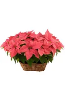 DOUBLE PINK POINSETTIA