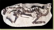 Apatosaurus sp. TONI Baby in situ Skeleton – Display Replica