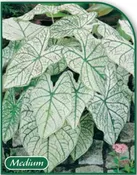 Caladium Candidum