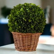 7" Preserved Boxwood Ball in Basket