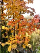 Acer japonicum 'Emmett's Pumpkin', Japanese Maple