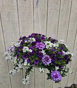 ANNUAL HANGING BASKET  SUN LOVING