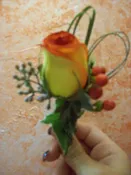 539 BOUTINEER CIRCUS ROSE