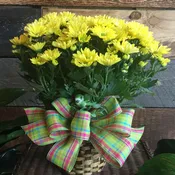 Blooming Chrysanthemum