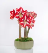 Beam Bowl with Three Amaryllis