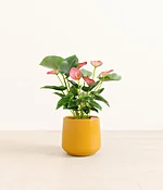 Anthurium Pink