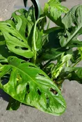 Swiss Cheese Monstera — Sunset Blvd Nursery