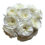 Alabaster | White Garden Rose