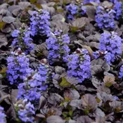 Ajuga Black Scallop, Chocolate Chip, Princess Nadia 1 Quart