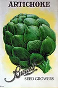 Artichoke – Green Globe