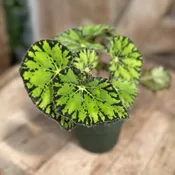 Begonia ‘Persian Brocade’ 4″