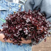 Red Salad Bowl Lettuce
