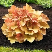 Caramel Heuchera