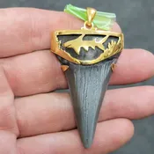 18K Gold Plated Cap Extinct Great White Tooth Necklace Pendant – EGWGLDCAP-10